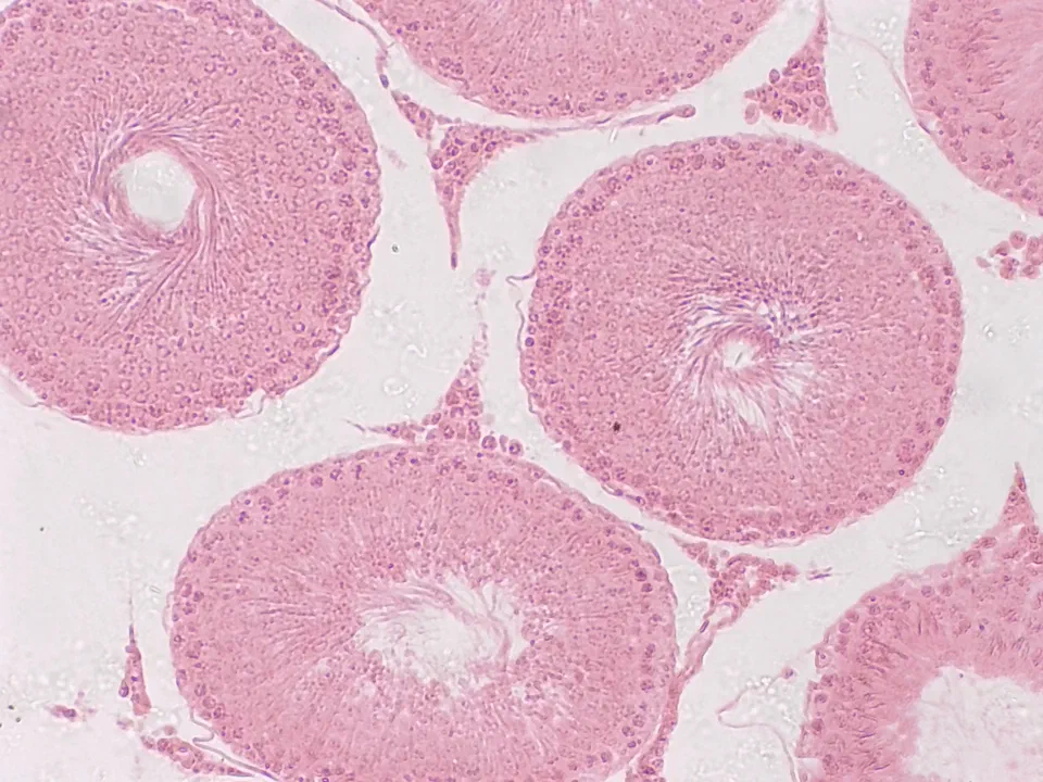 Testicule de lapin, objectif 10x
