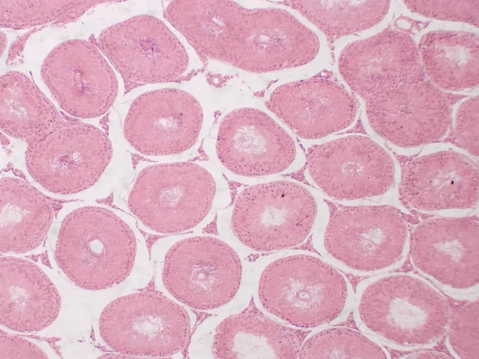 Testicule de lapin, objectif 4x