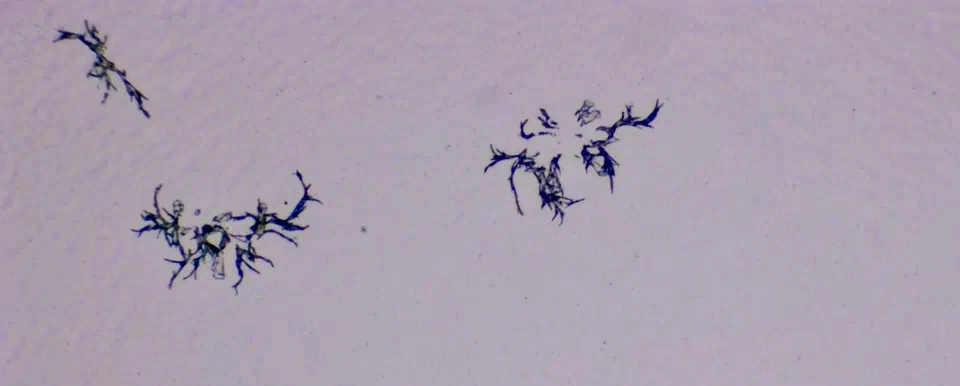 Structures microscopiques rappelant des estampes