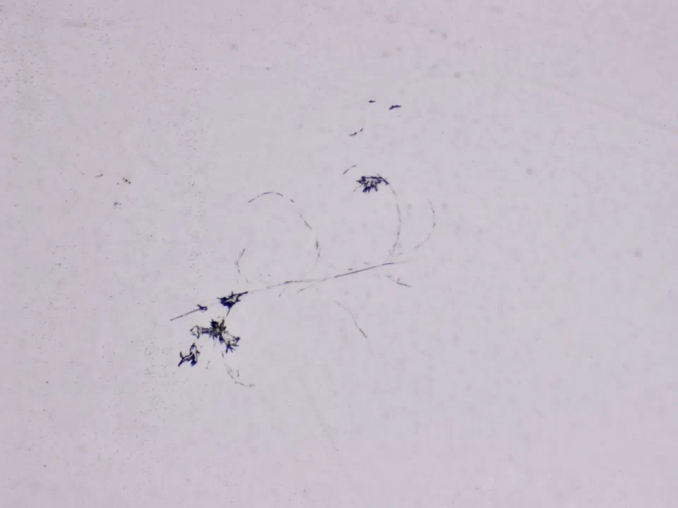Structures microscopiques rappelant des estampes