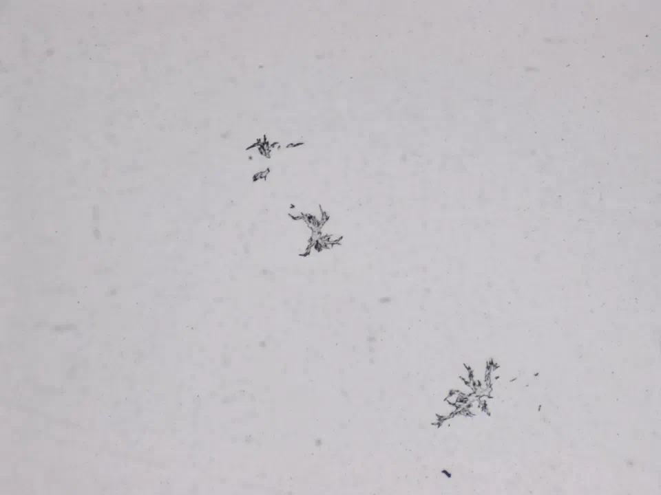 Structures microscopiques rappelant des estampes