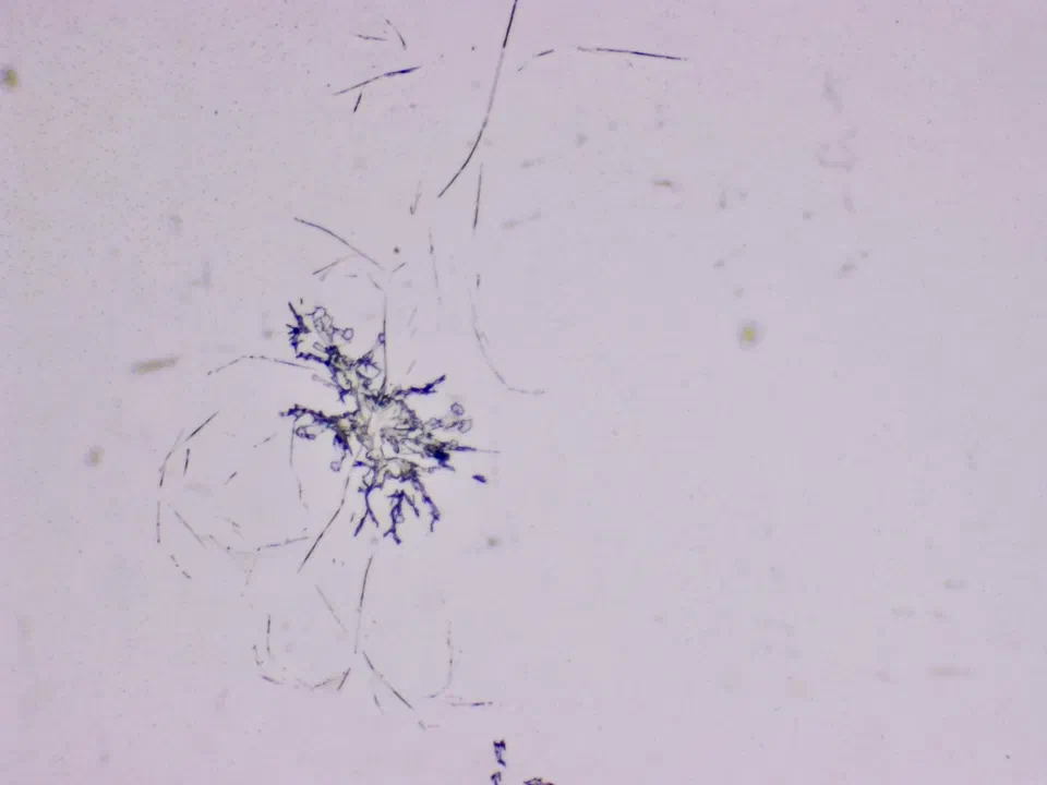 Structures microscopiques rappelant des estampes