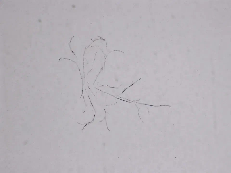 Structures microscopiques rappelant des estampes