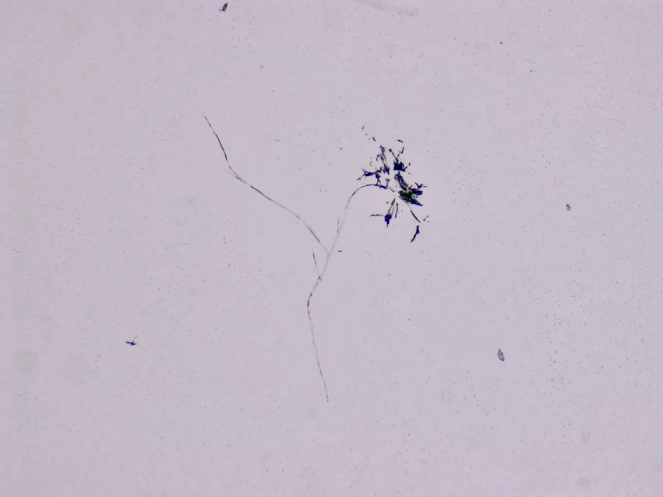 Structures microscopiques rappelant des estampes