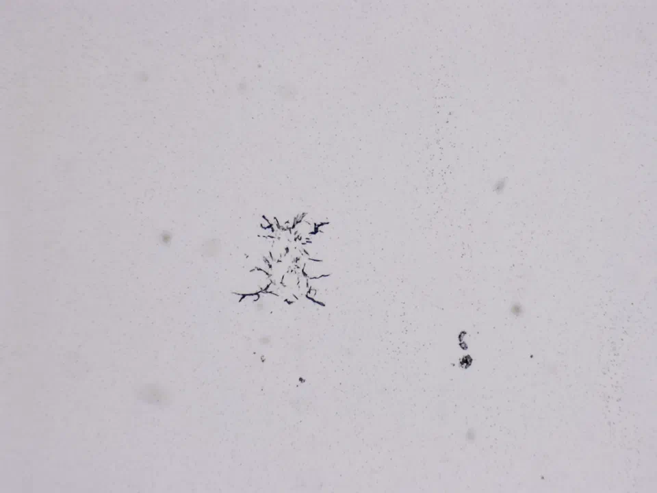 Structures microscopiques rappelant des estampes