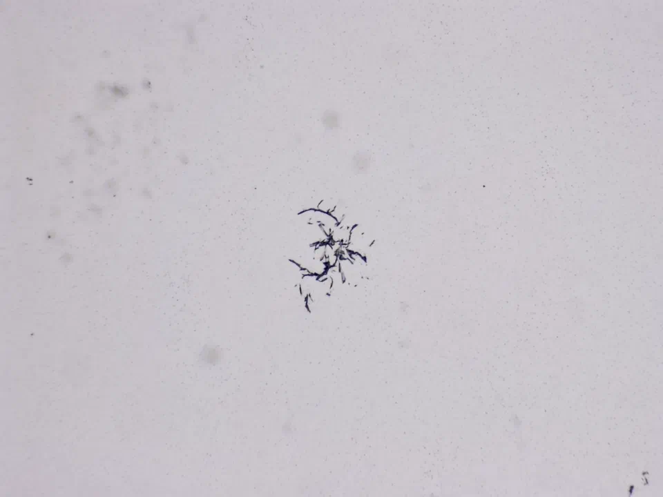 Structures microscopiques rappelant des estampes