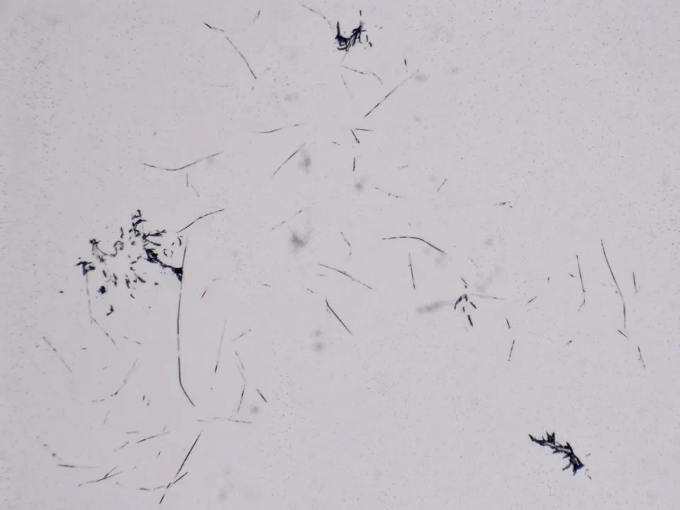 Structures microscopiques rappelant des estampes