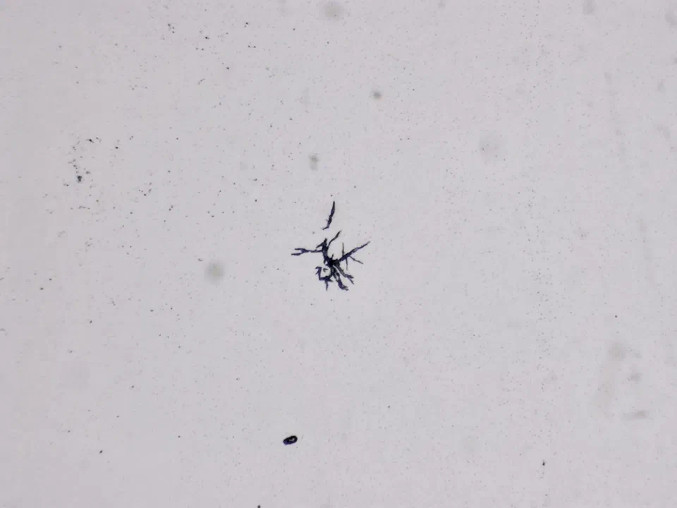 Structures microscopiques rappelant des estampes