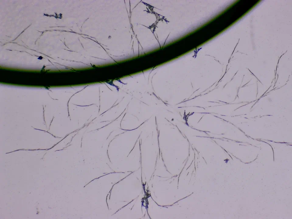 Structures microscopiques rappelant des estampes