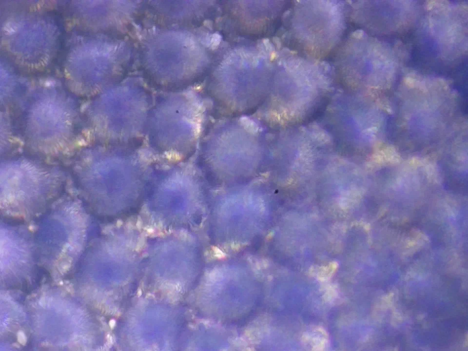Veronica persica