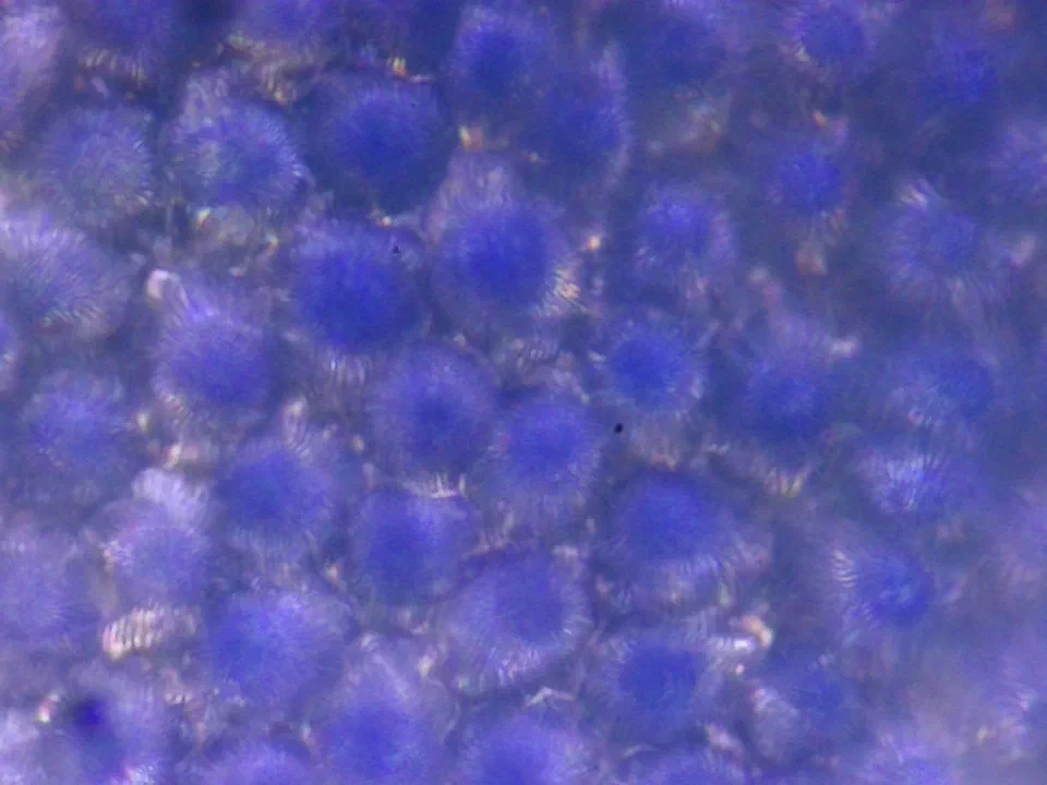 Veronica persica