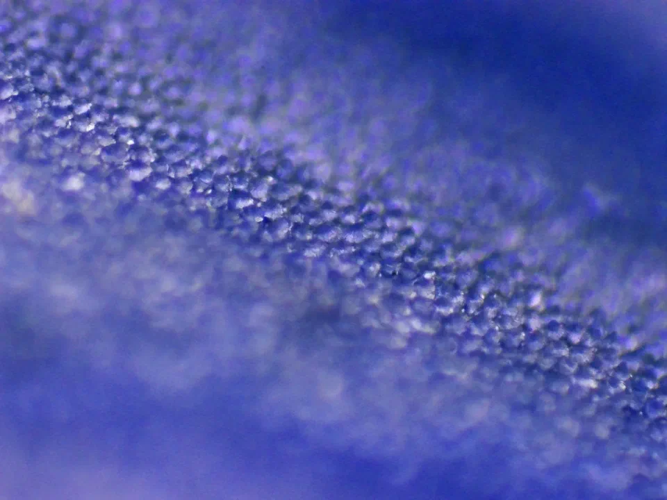 Veronica persica