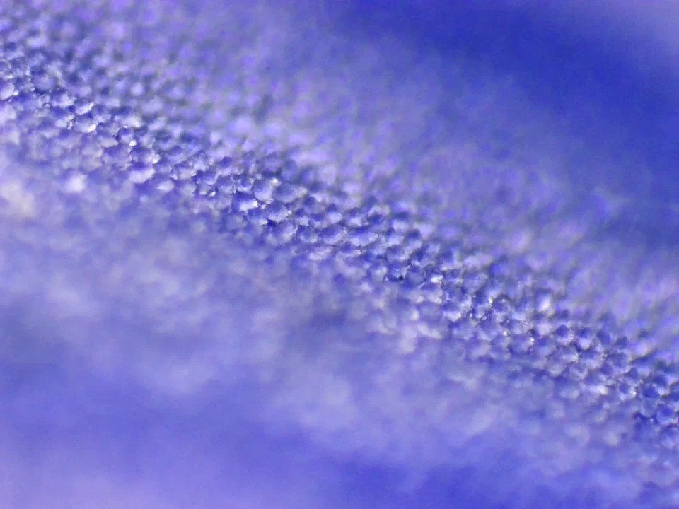 Veronica persica