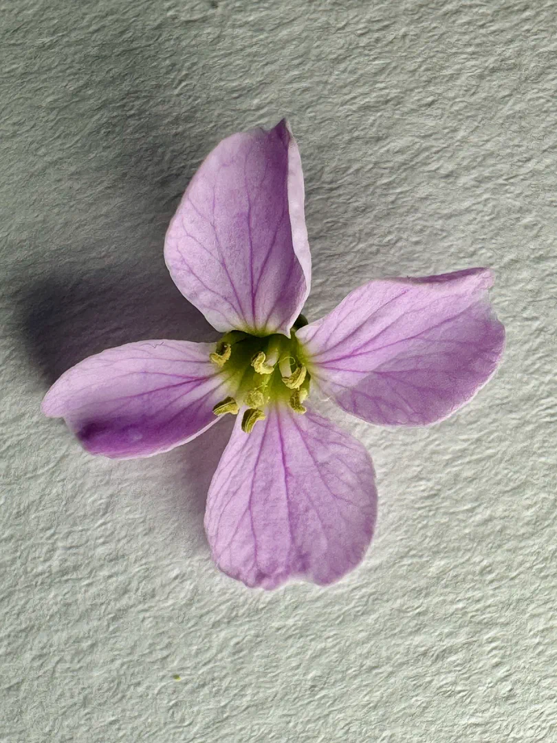Cardamine des prés