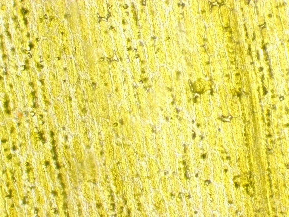 Sonchus