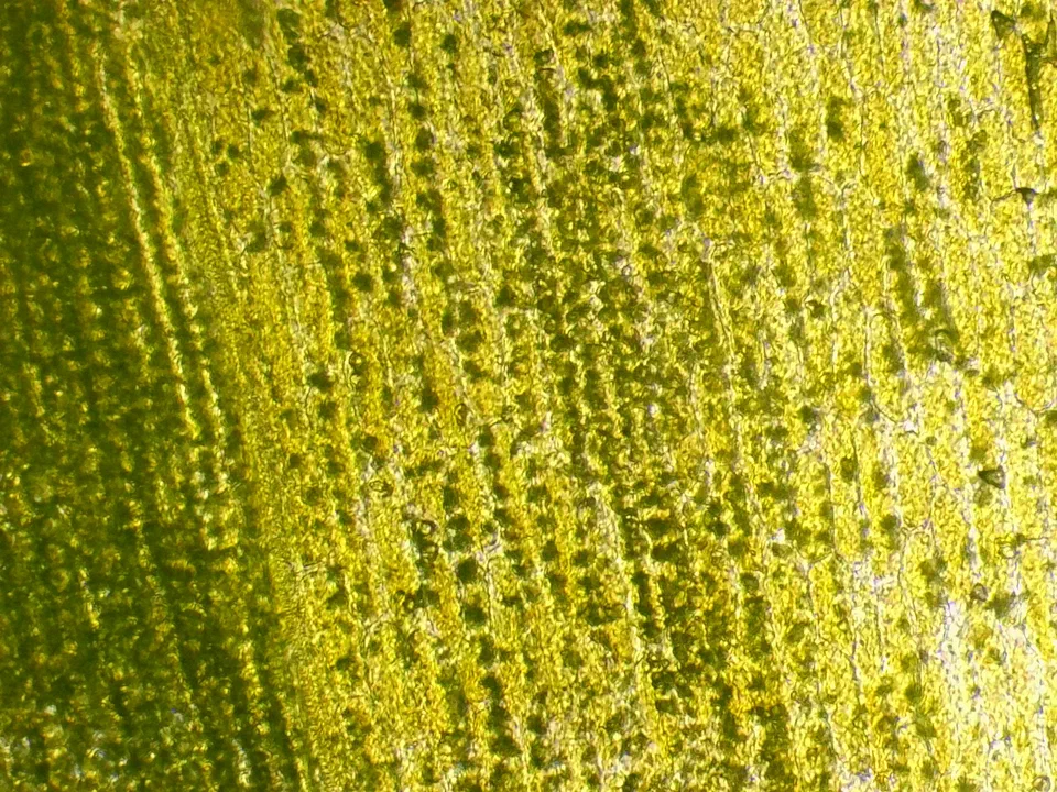 Sonchus