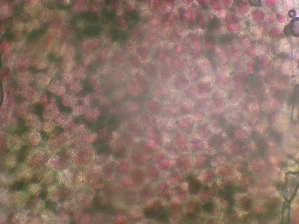 Pyrus