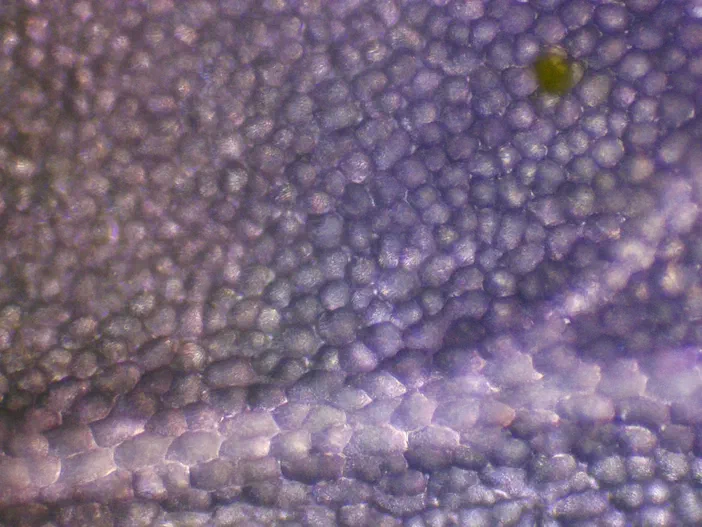 Champ microscopique d'epiderme vegetal (Cardamine des pres) compose de cellules hexagonales violette avec un grain de pollen vert flou en haut a droite.