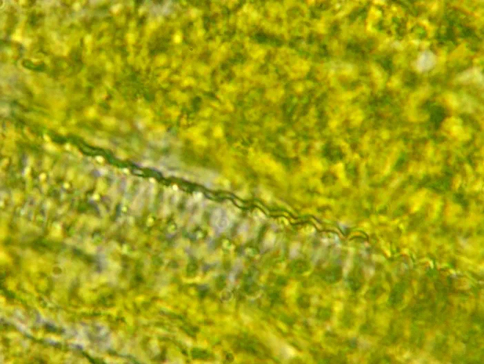 Micrographie d'un échantillon de Sonchus oleraceus montrant une structure hélicoïdale verte et jaune observée au microscope.