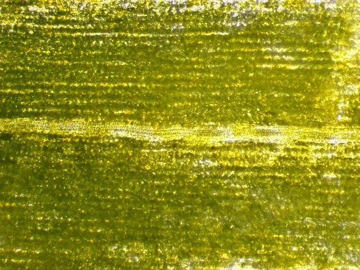 Surface granuleuse d'un pétale de Sonchus oleraceus observée au microscope à objectif 10x, présentant des reflets lumineux sur un fond vert et jaune.