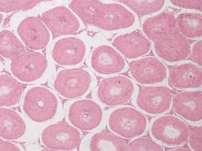 Microscopie d'un testicule de lapin à l'objectif 4x montrant des tubules séminifères circulaires en rose et violet séparés par du tissu conjonctif clair.