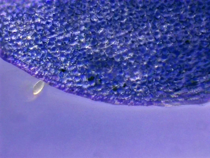 Vue microscopique d'un petit œuf translucide posé sur le bord d'une surface végétale granuleuse bleue et violette appartenant à la plante Veronica persica.