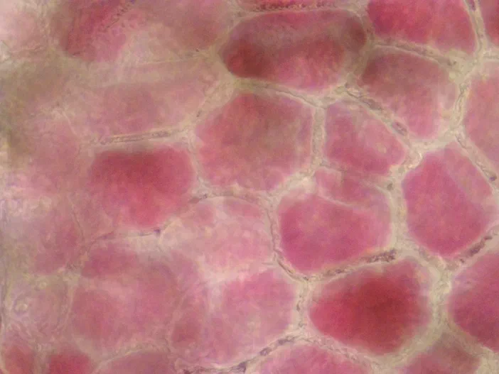Micrographie optique montrant les cellules épidermiques rosées et violettes serrées entre elles, constituant le sac pollinique d'une anthère chez le poirier (Pyrus).