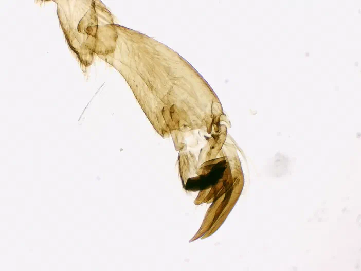 Patte d'abeille ouvrière vue au microscope avec un objectif 4x, montrant les segments articulaires et la griffe.