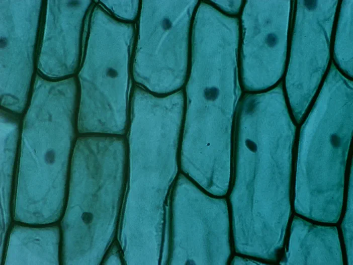 Vue microscopique d'un épithélium d'oignon observé à l'objectif 10x montrant des cellules allongées disposées en rangée serrée avec des parois sombres et un fond bleu-vert.