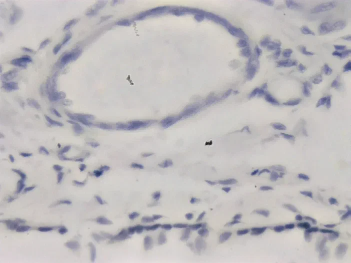 Microscopie d'un muscle squelettique de chien vu au grossissement 40x, montrant des fibres musculaires longitudinales.