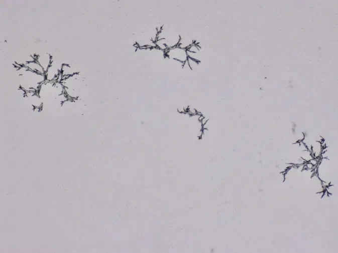 Quatre structures filamenteuses et ramifiées de couleur bleu-gris sur un fond blanc uni, évoquant des formations cristallines observées en microscopie.