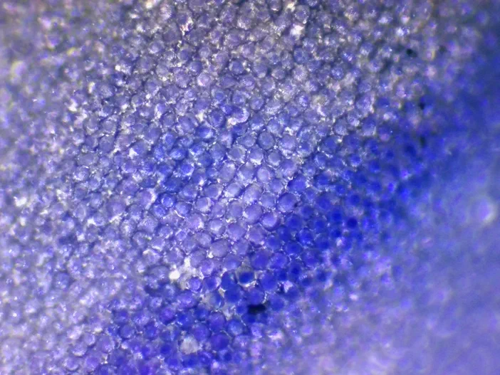 Microscopie de Veronica persica montrant la répartition des anthocyanes sous forme de taches bleues et violettes sur un fond granuleux.