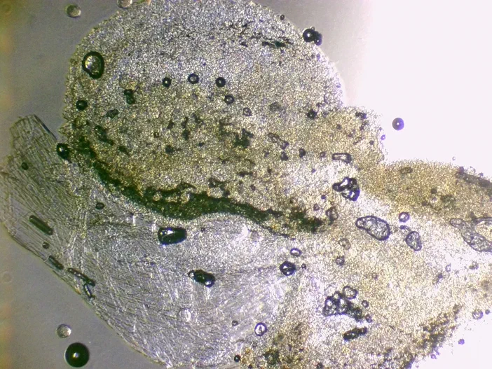 Vue microscopique d'une étamine de grassette commune à faible grossissement (x4), avec des bulles de glycérine visibles.