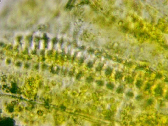 Vaisseau spiralé du xylème observé au microscope à immersion dans une plante de Sonchus