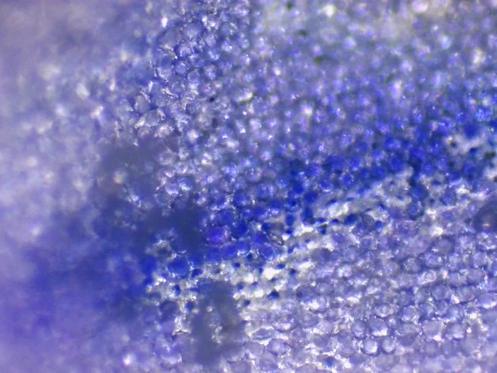 Vue microscopique de la répartition des anthocyanes chez Veronica persica