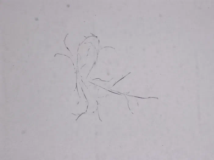 Structure microscopique filamenteuse rappelant une estampe sur fond blanc
