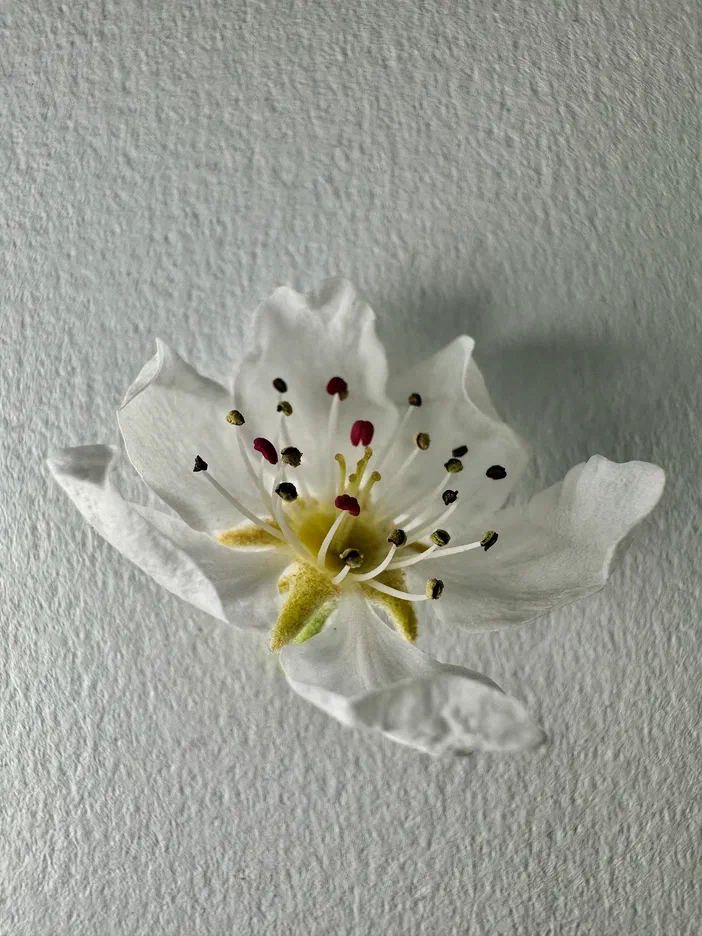 Fleur de poirier en gros plan sur fond blanc, montrant ses pétales blancs et son centre jaune avec des étamines.