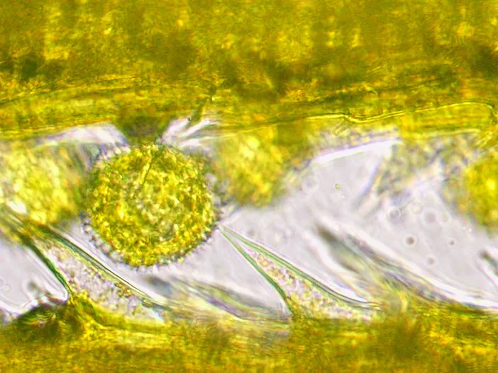Détail microscopique d'un style de fleur avec un grain de pollen capturé par des poils.