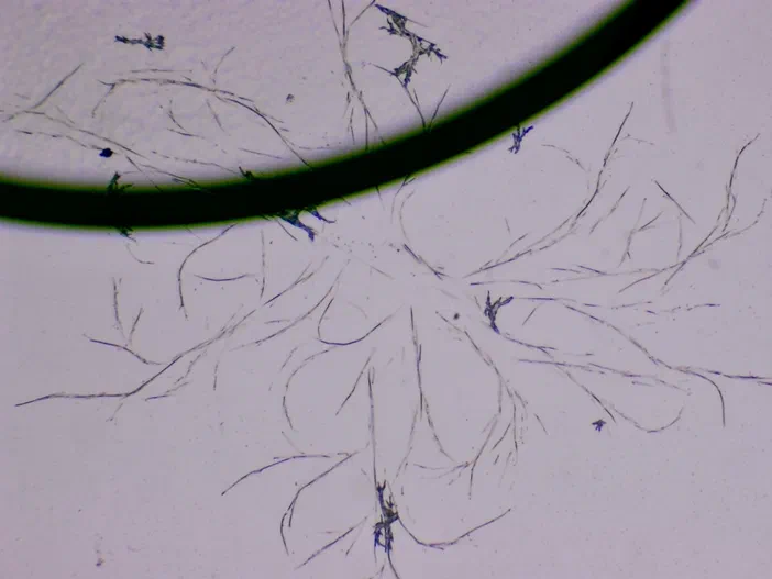 Vues microscopiques de structures filamenteuses rappelant des estampes sur fond clair avec une bordure sombre en haut.