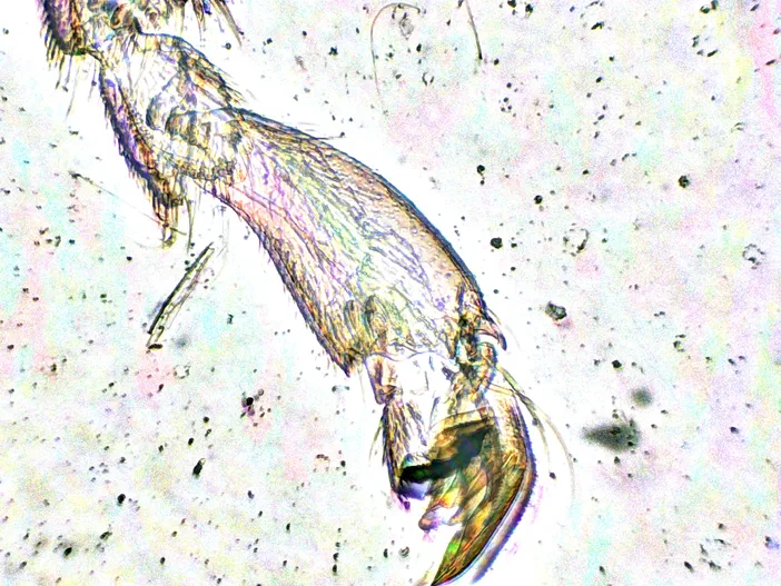 Patte d'abeille ouvrière vue au microscope avec effet psychédélique