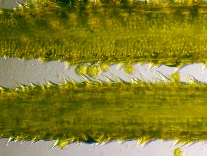 Détail microscopique d'une paire de styles floraux vert jaunâtre avec des pointes épineuses visibles à l'objectif 10x.