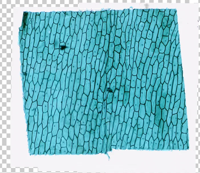 Lame de microscopie en mosaïque montrant une surface d'échantillon composée de cellules végétales bleues.