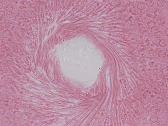 Micrographie d'un testicule de lapin vue au microscope à 40x