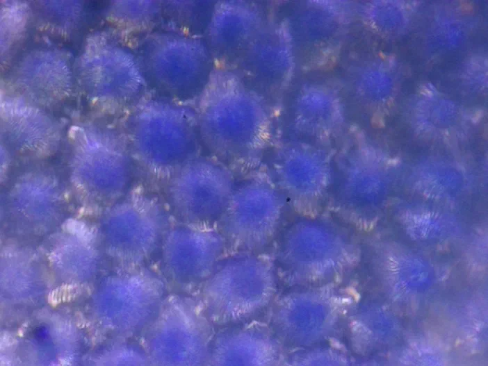 Vue microscopique (40x) des cellules papillaires de l'épiderme supérieur d'une Veronica persica.