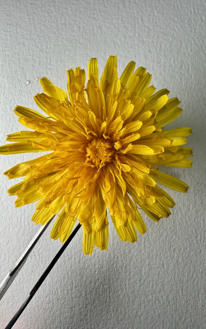 Sonchus oleraceus, une fleur jaune photographiée au microscope par Richard Dern