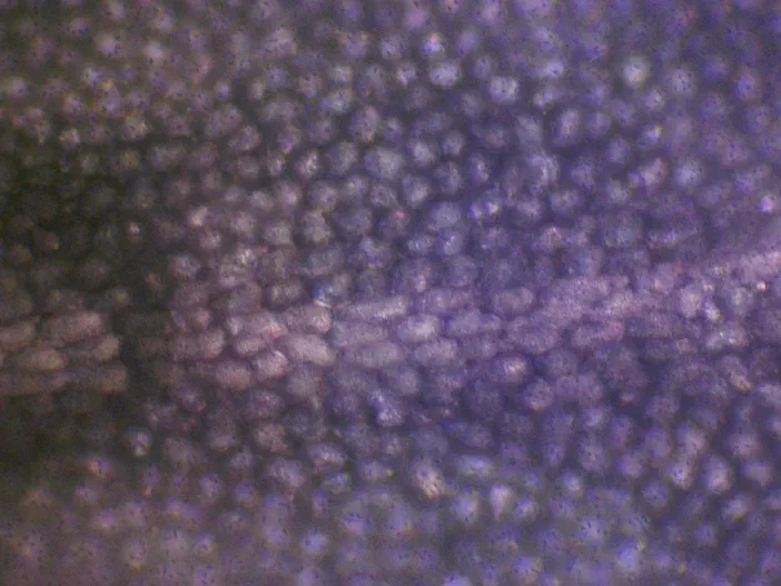 Vue microscopique des cellules papillaires de l'épiderme supérieur d'une Cardamine des prés à l'objectif 10x.
