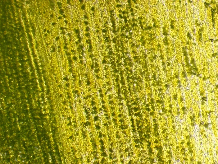 Surface d'un pétale de Sonchus observée au microscope à l'objectif 10x