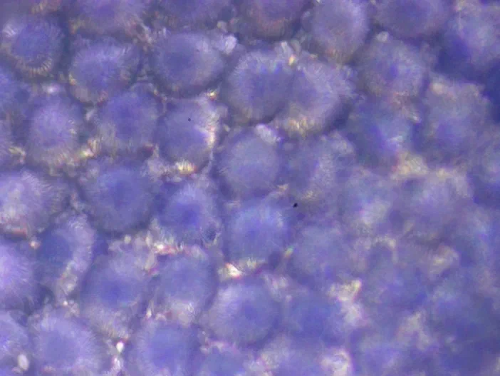 Micrographie montrant des cellules papillaires de l'épiderme supérieur d'une Veronica persica (objectif 40x)