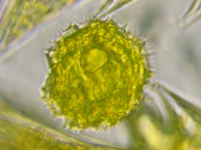 Grain de pollen jaune vert du Sonchus observé au microscope à l'objectif 100x