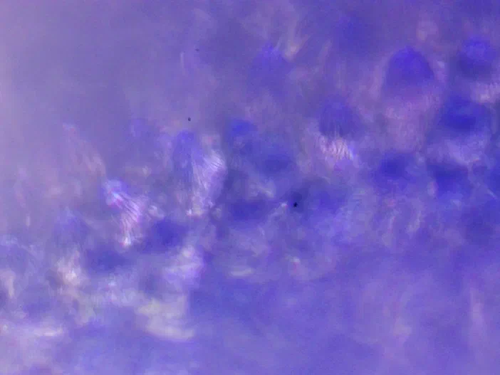 Micrographie montrant des cellules papillaires de l'épiderme supérieur d'une Veronica persica observées au microscope (objectif 40x).